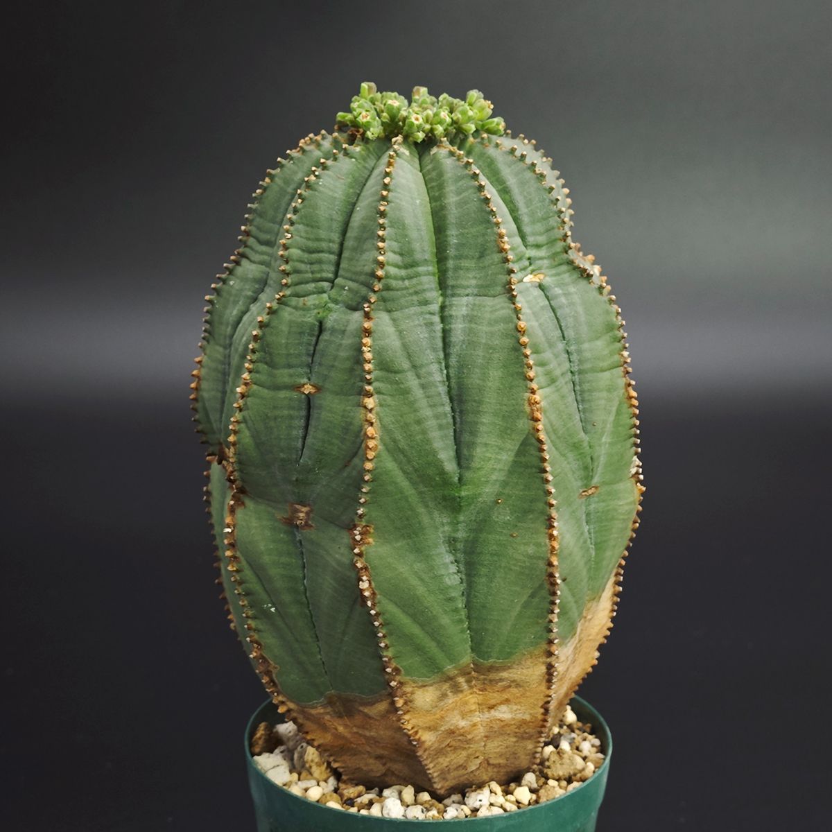 ユーフォルビア オベサ 綴化タイプ 2.5号プラ鉢 ユーフォルビア オベサ