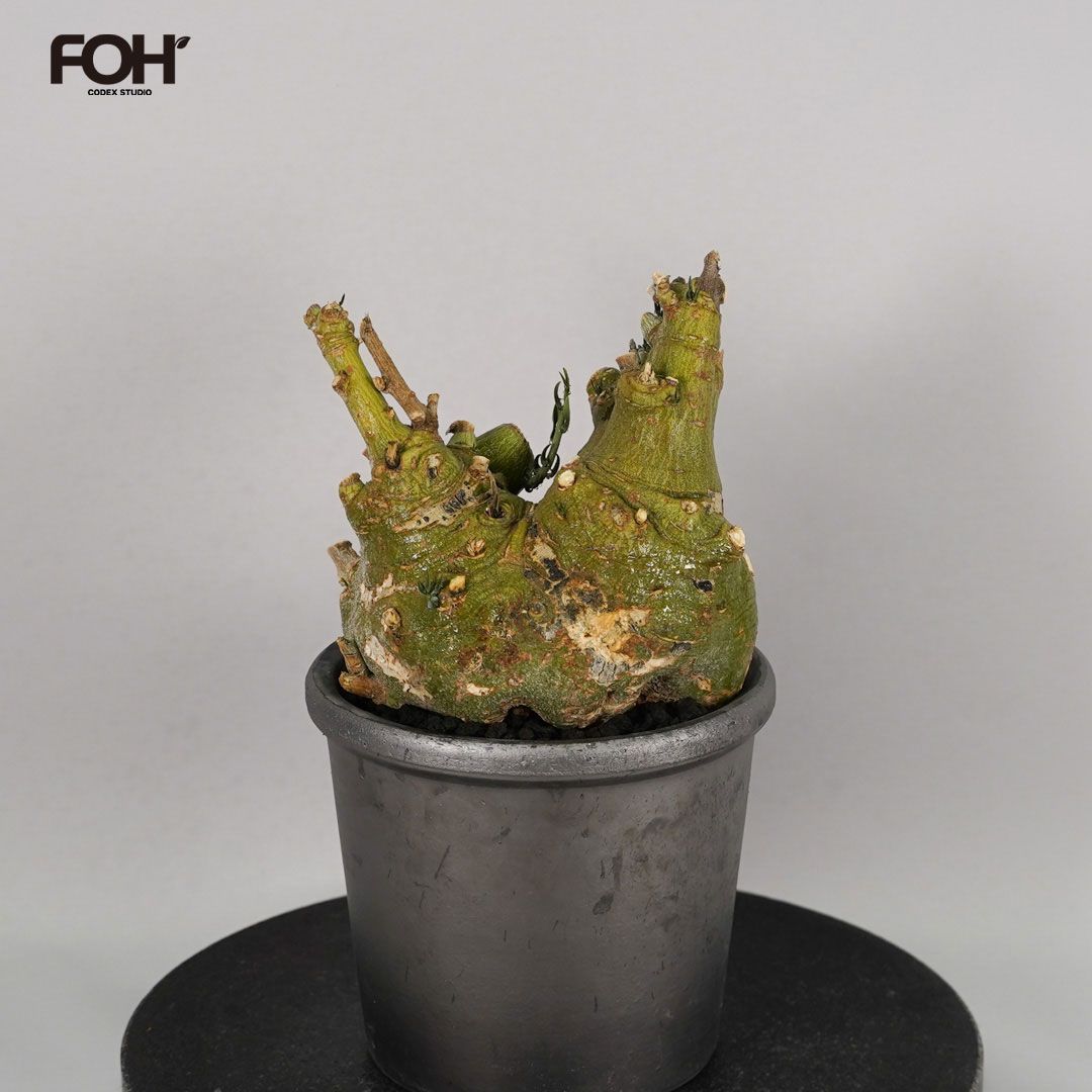 F52 アデニア ペチュエリー Adenia pechuelii ナミビア産 発根済み