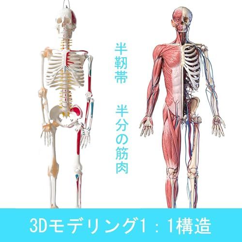 timiland 人体骨格模型 【サスペンションモデル 85cm スタンド付き