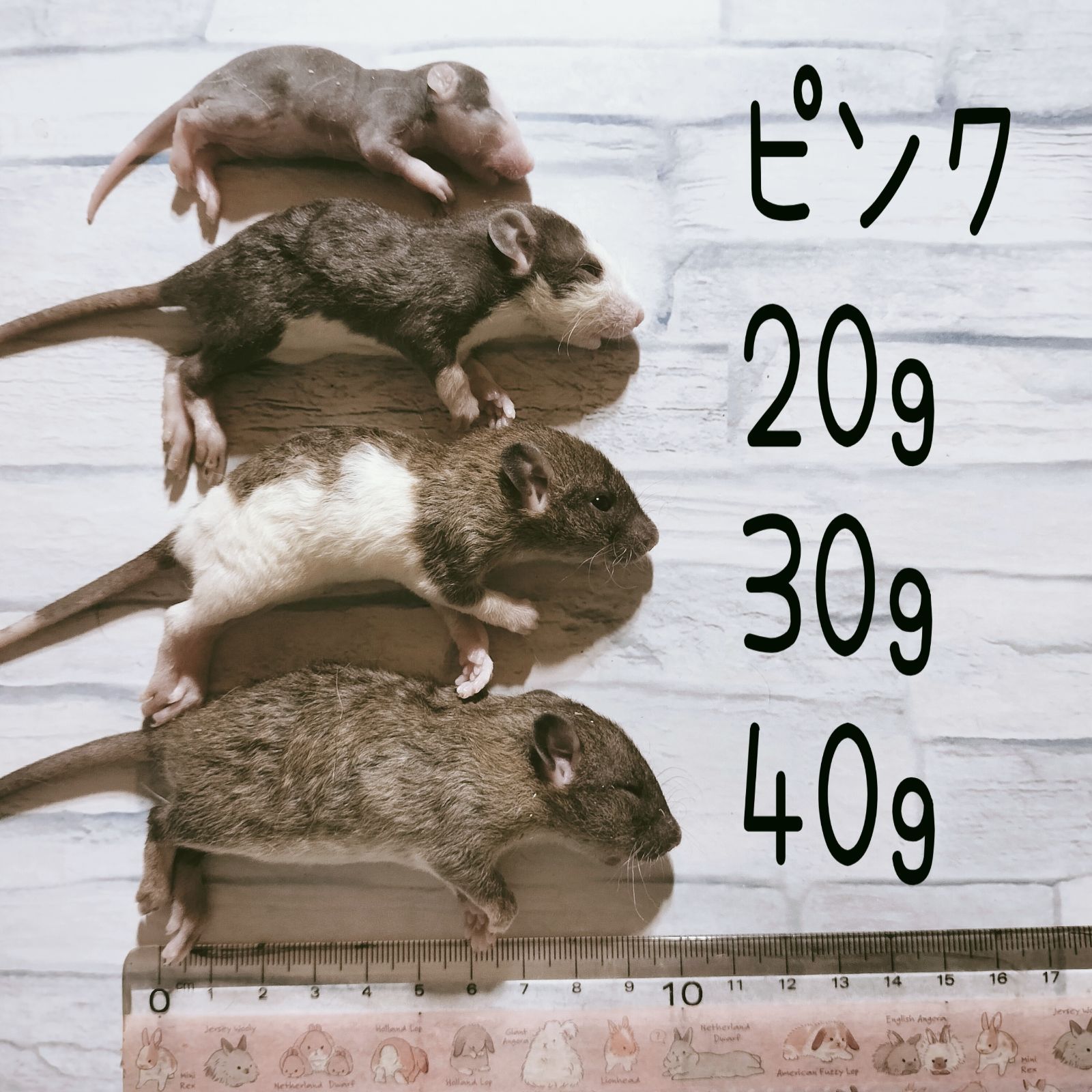 爬虫類のエサ 冷凍ラット ピンクラット 20匹 - メルカリ