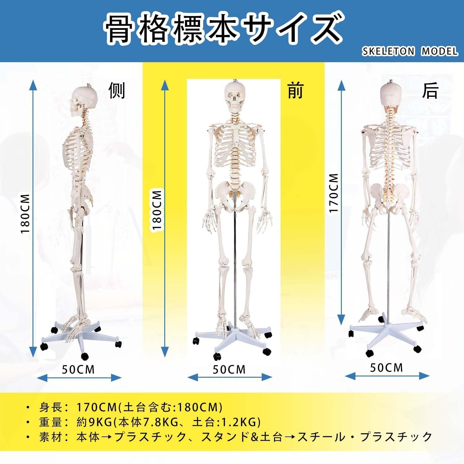 骨模型 全身 等身大 人体模型 170cm 骨格模型 高精度 神経根有り 全身