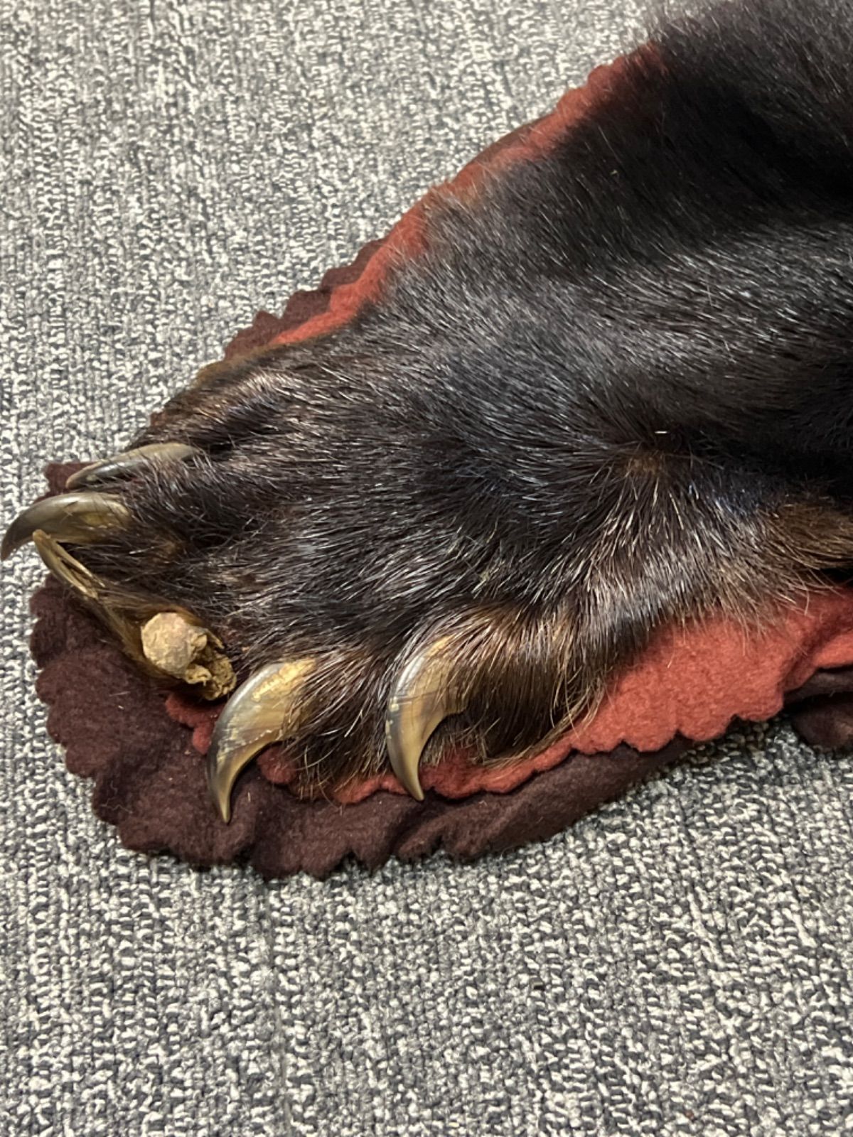 ⭐︎ 熊 敷物 毛皮 剥製 ラグ カーペット 全長190cm インテリア - メルカリ