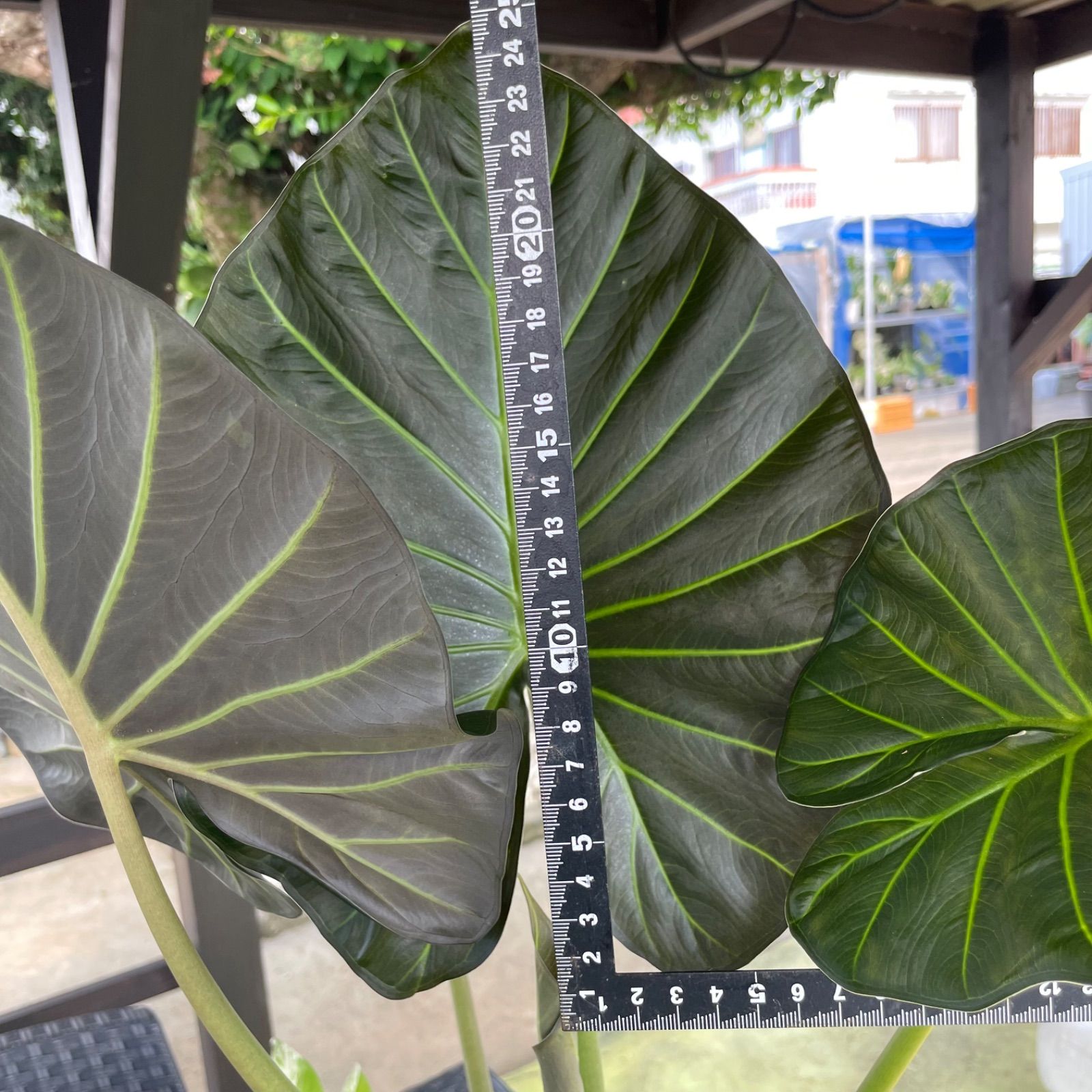 希少大株】 アロカシア リーガルシールズ alocasia regalshields