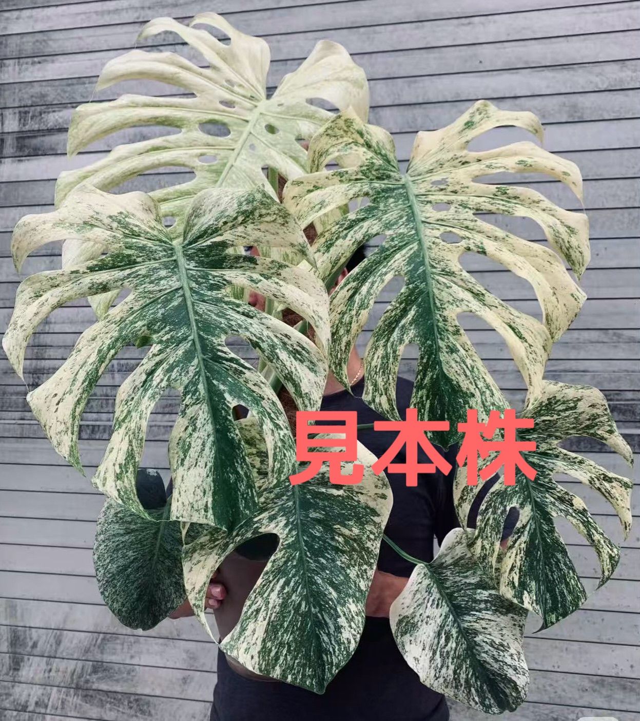 モンステラ デリシオーサ ホワイトモンスター 天津蘭 - メルカリ