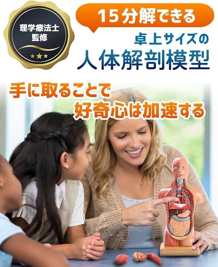 KIYOMARU ソフトな質感で15分解できる卓上サイズの人体解剖模型 人体