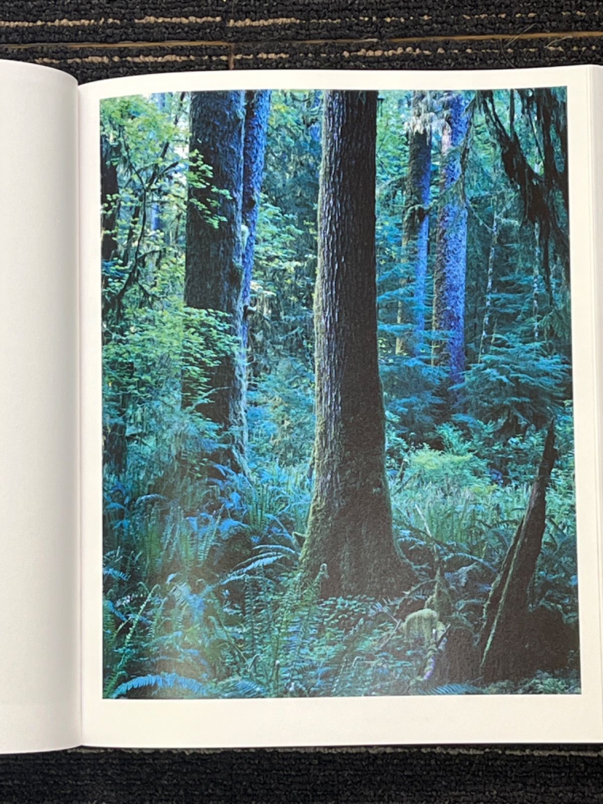 上田義彦写真集 FOREST 印象と記憶 1989-2017 サイン付 - メルカリ