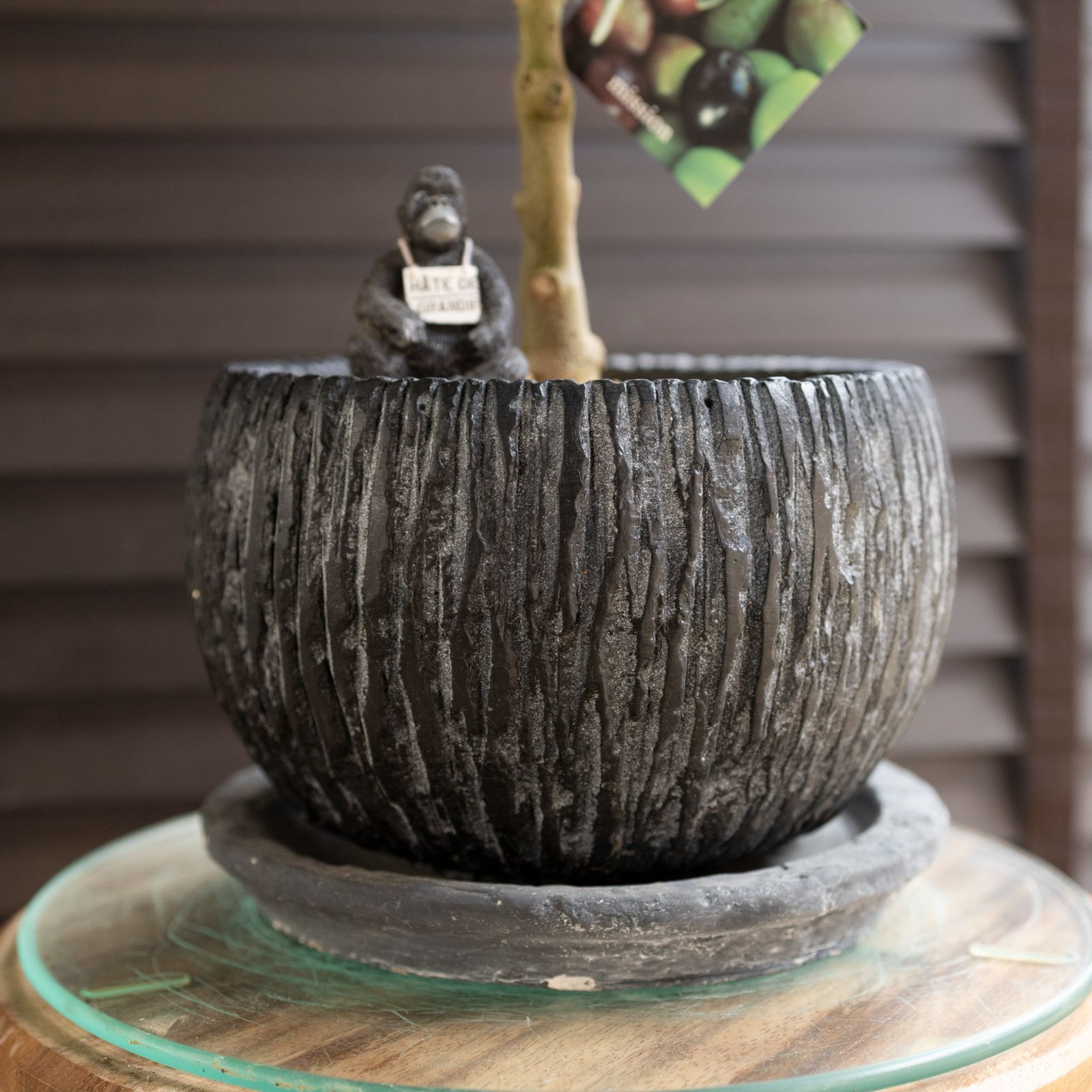 創樹 オリーブ 7号 ミッション 盆栽 SOUJU Mission Olive オリーブの木