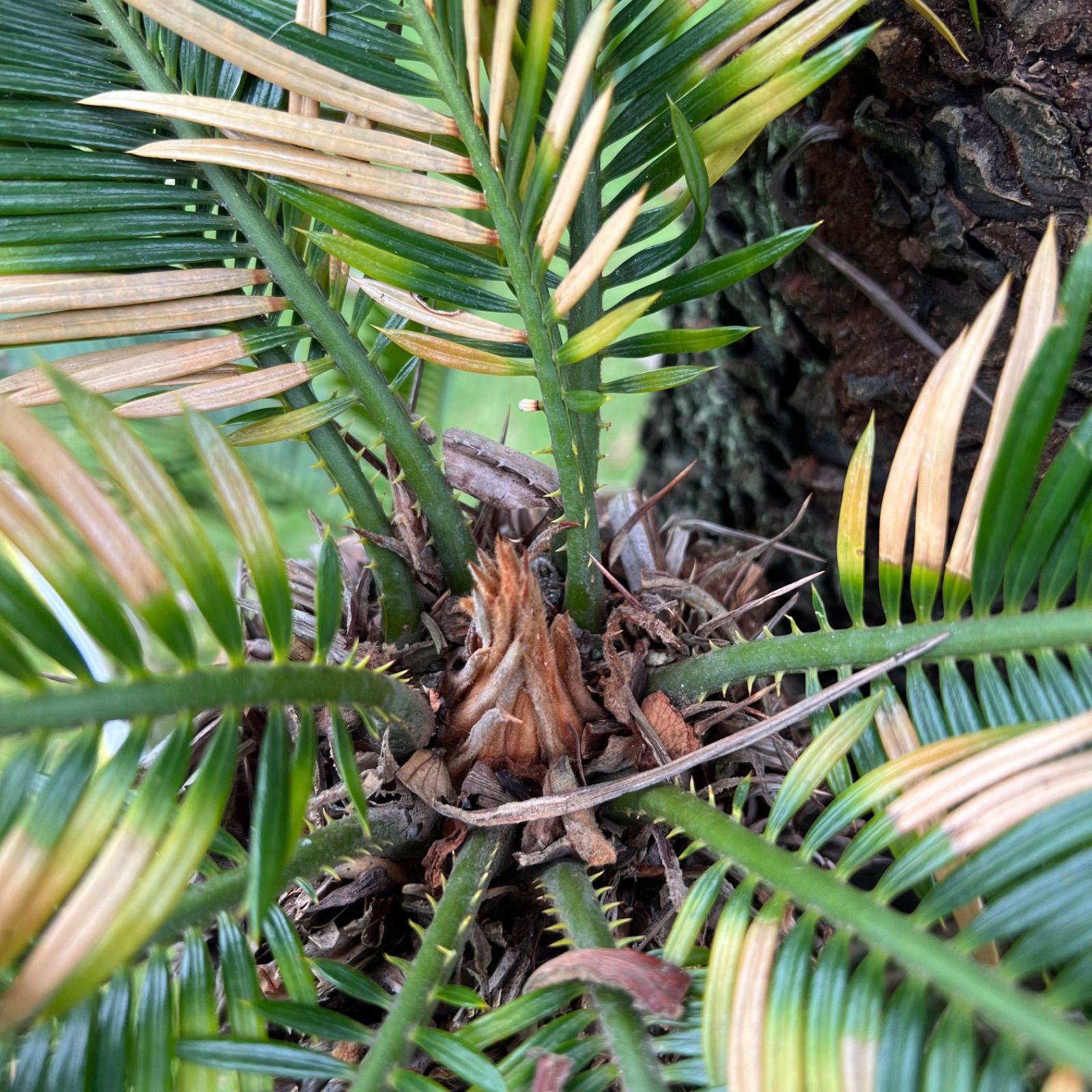 ダブルヘッド】ソテツ - メルカリ