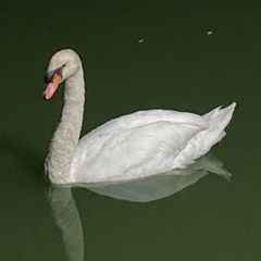 本】篠崎 崇 / 奥伝の関節医学 継承者「熊坂護」の手技とその歩み