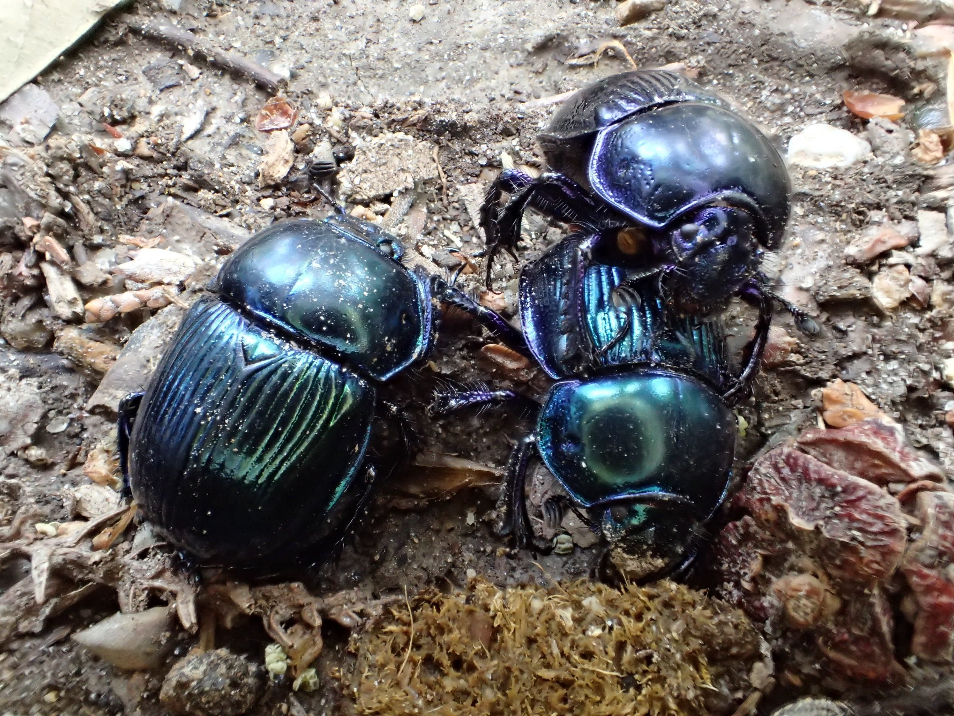 オオセンチコガネ〜宝石は糞の下に〜（京の昆虫日記vol.1）｜京庵