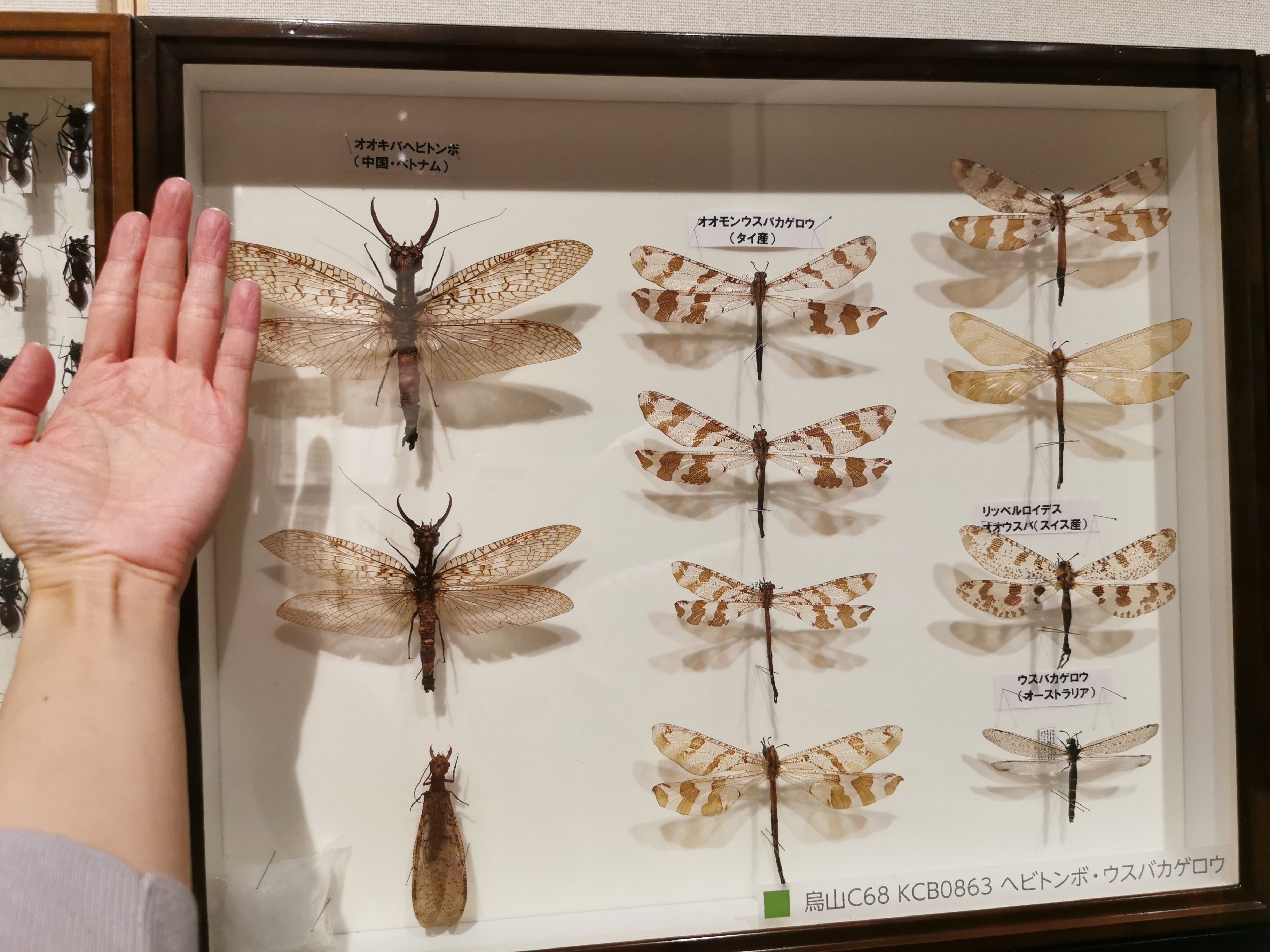 希少 オオキバヘビトンボ 標本 【公式通販】