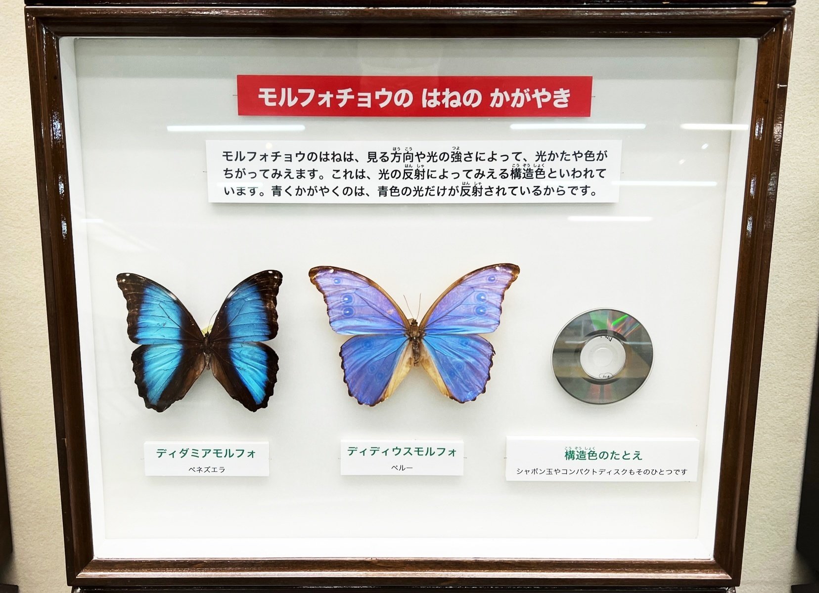 耳もとに神秘的な蝶のきらめき「モルフォイヤアクセサリー