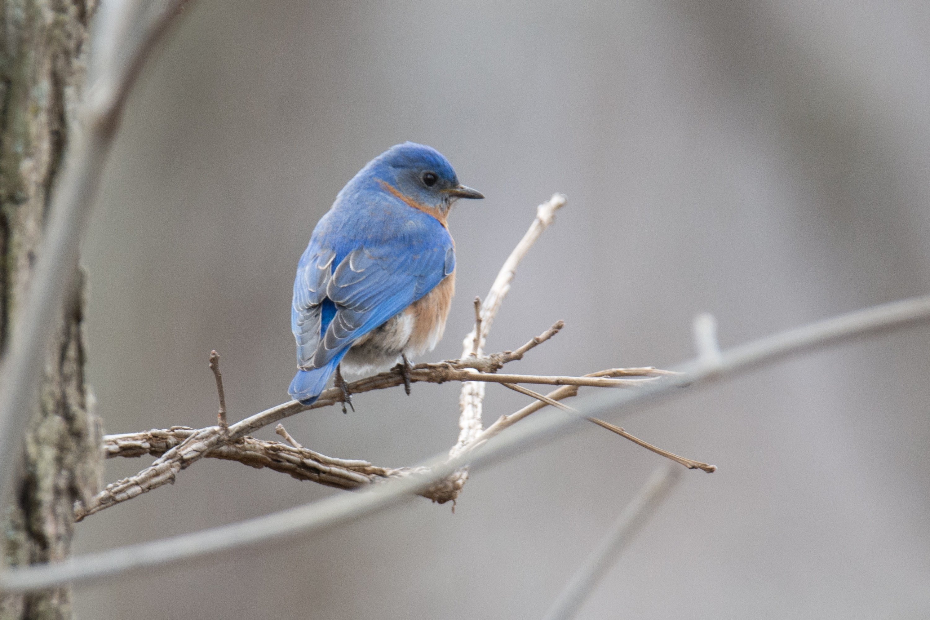 シカゴでバードウォッチング！】青い鳥｜ローリー