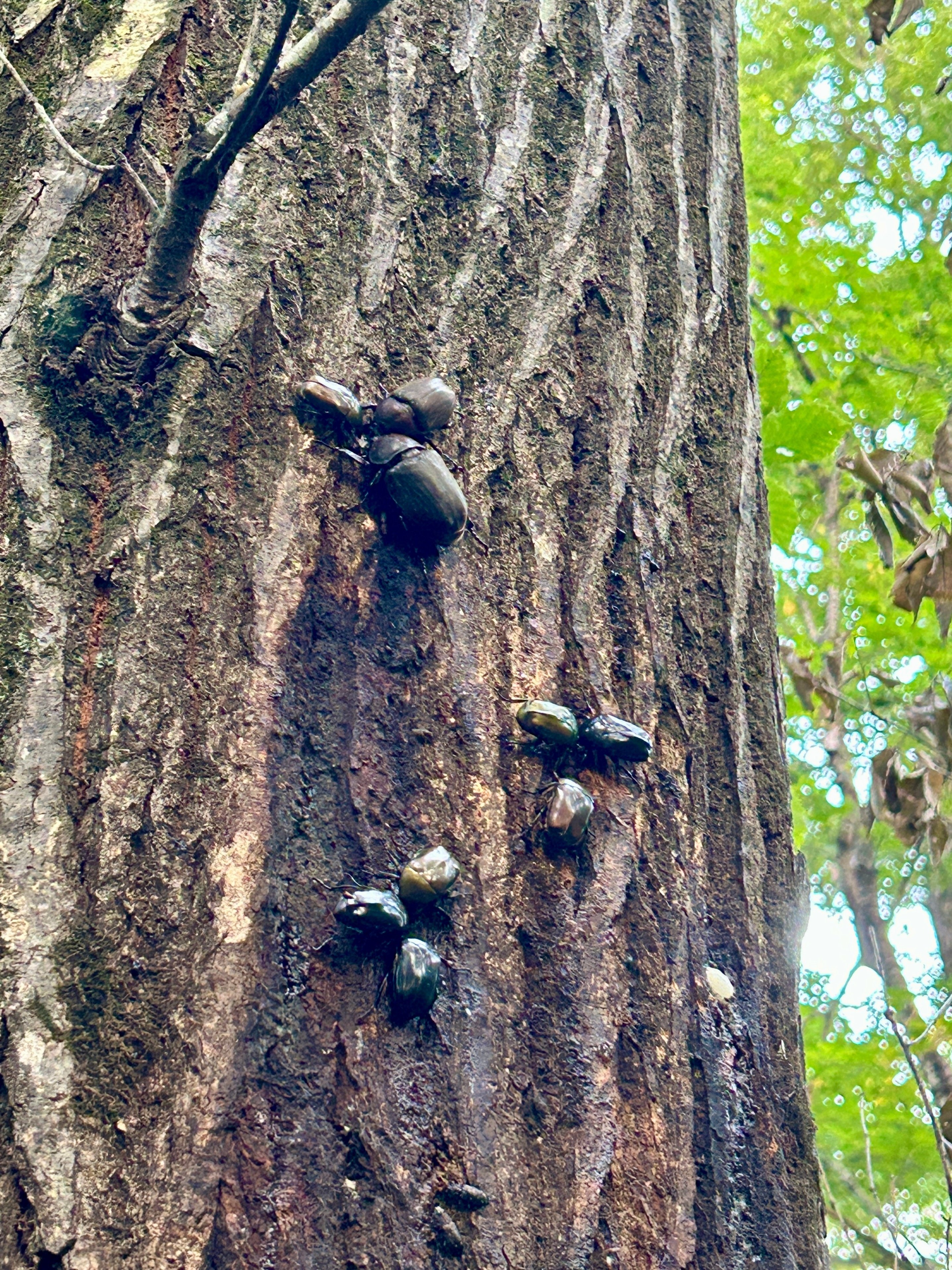 名取市で昆虫採集を楽しもう！カブトムシ・クワガタムシ採集のコツを大