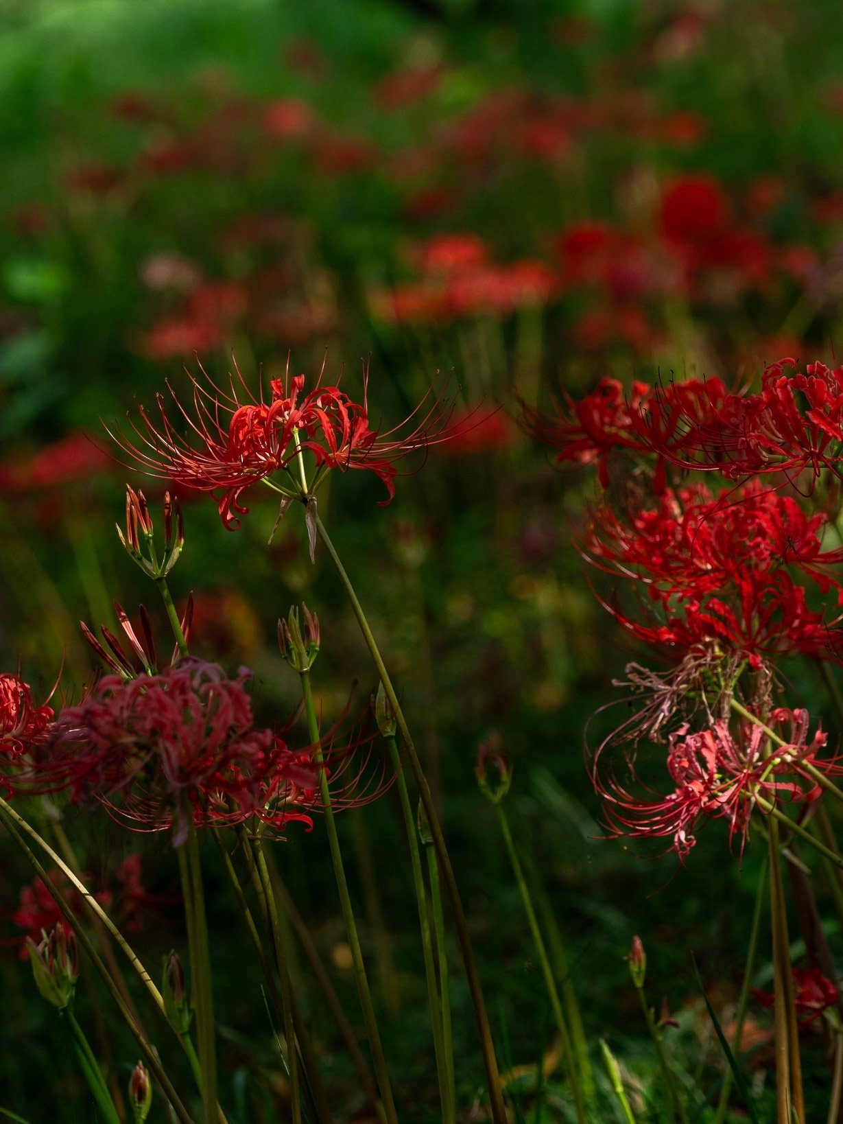 吉見の彼岸花2023：最高の撮影スポットと見頃ガイド