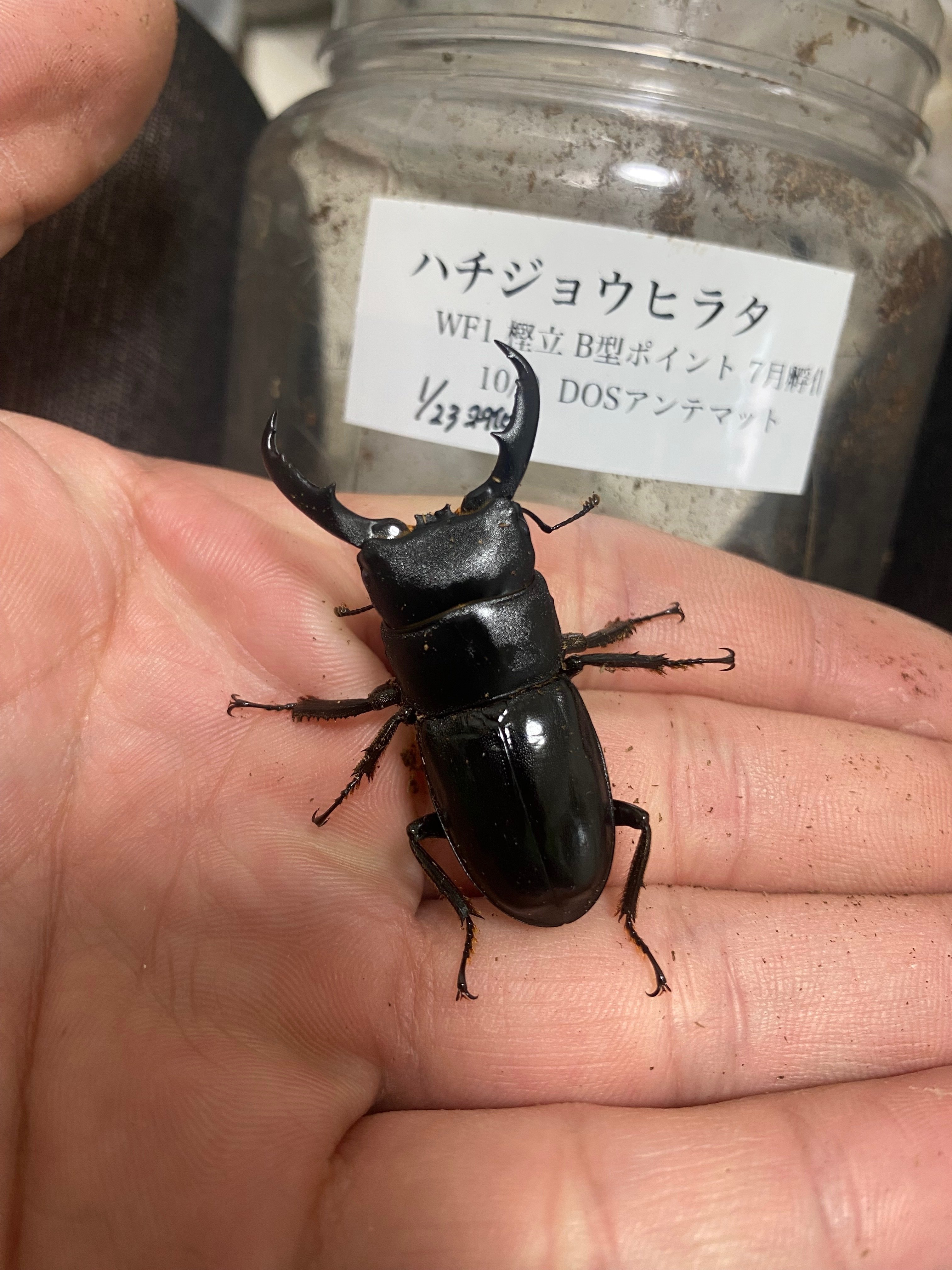 ハチジョウヒラタ飼育記録feat.2024八丈島採集｜SORA