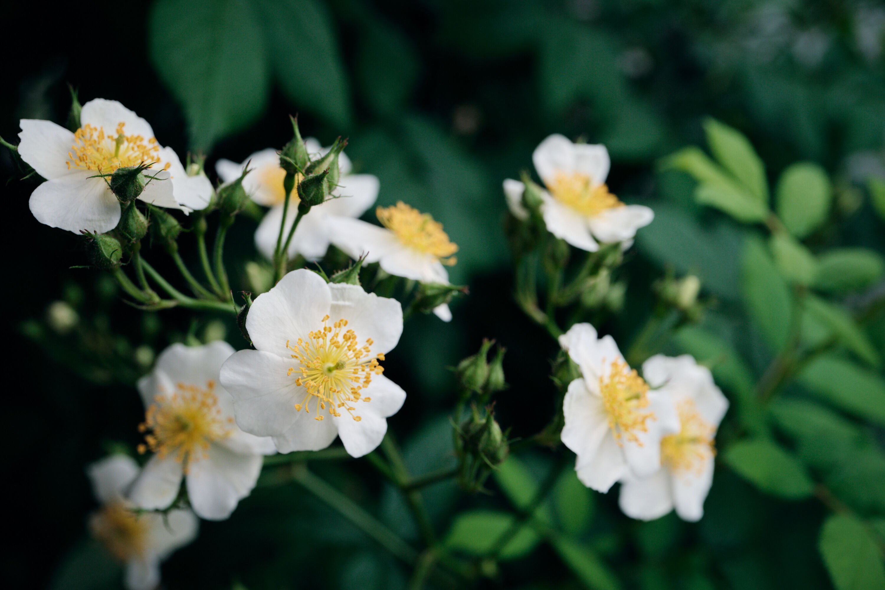 3月〜4月のベランダ園芸記録：バラ編｜わ