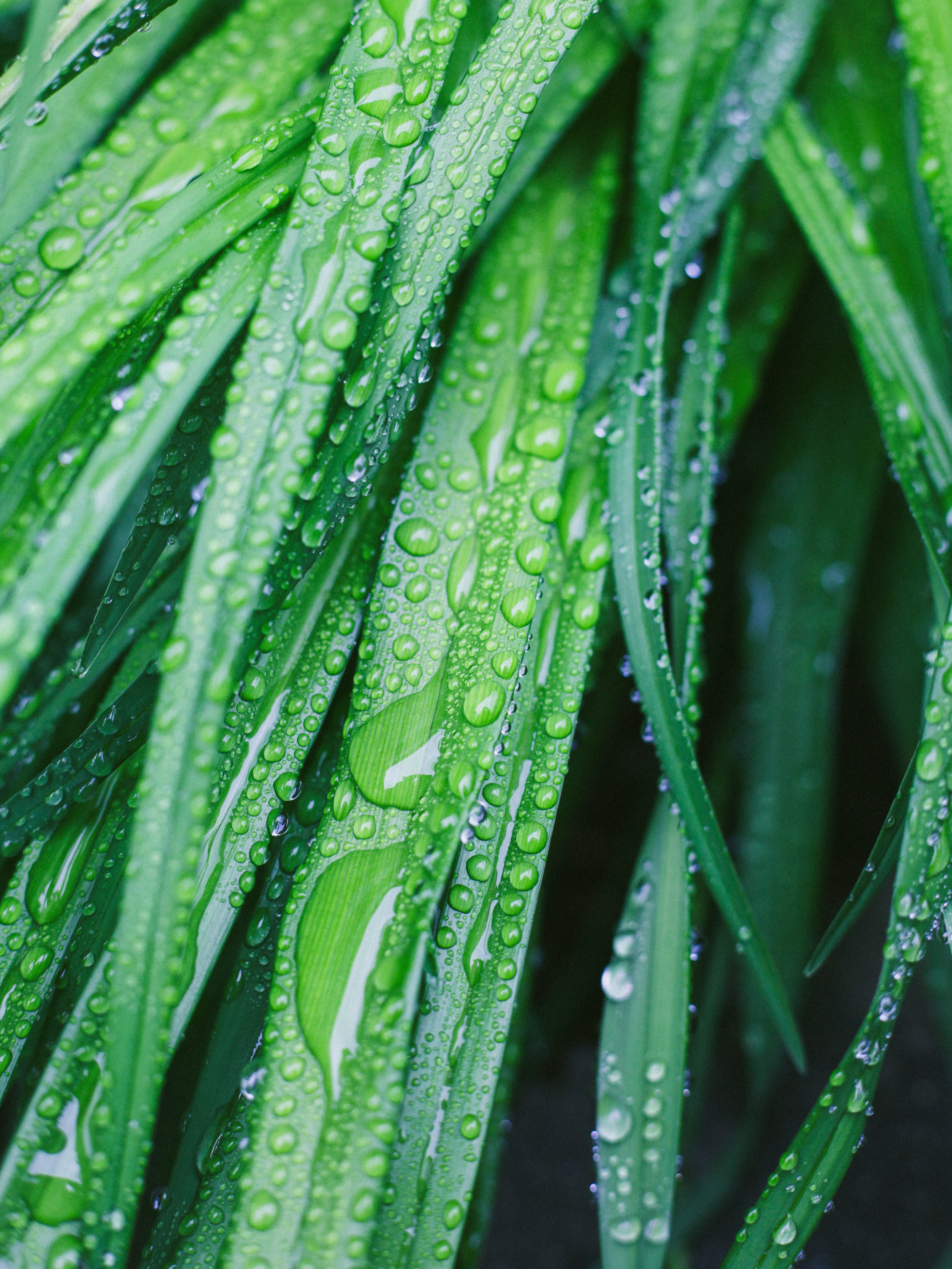 一万円でこのクオリティ-Canon EF 50mm f1.8 STMが予想外に神レンズ