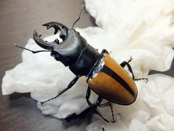 ベルシコロールツヤクワガタの飼育記録【2012～2013】｜AKECHI