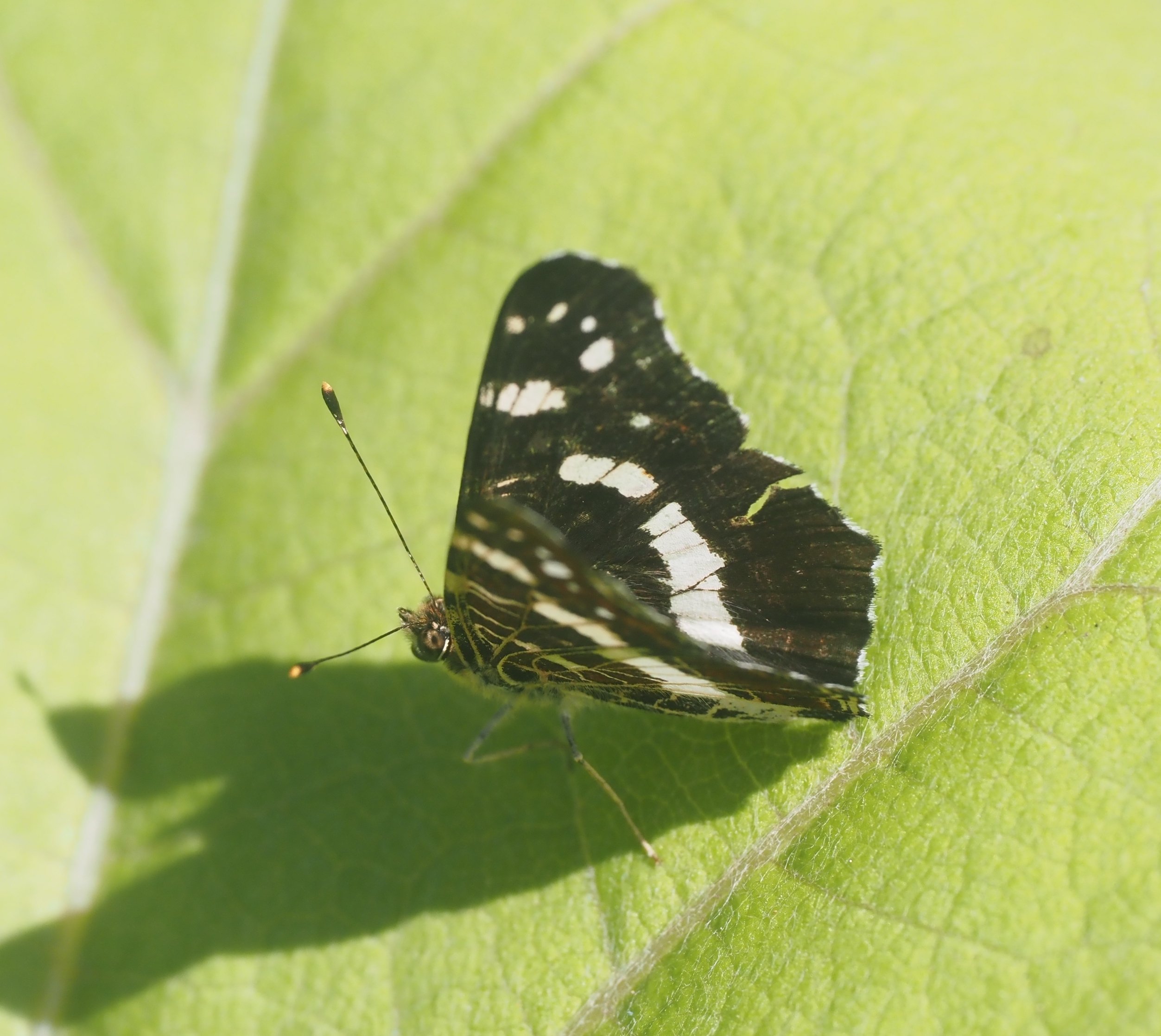 探蝶】高山蝶を探し求めて｜ユーマン