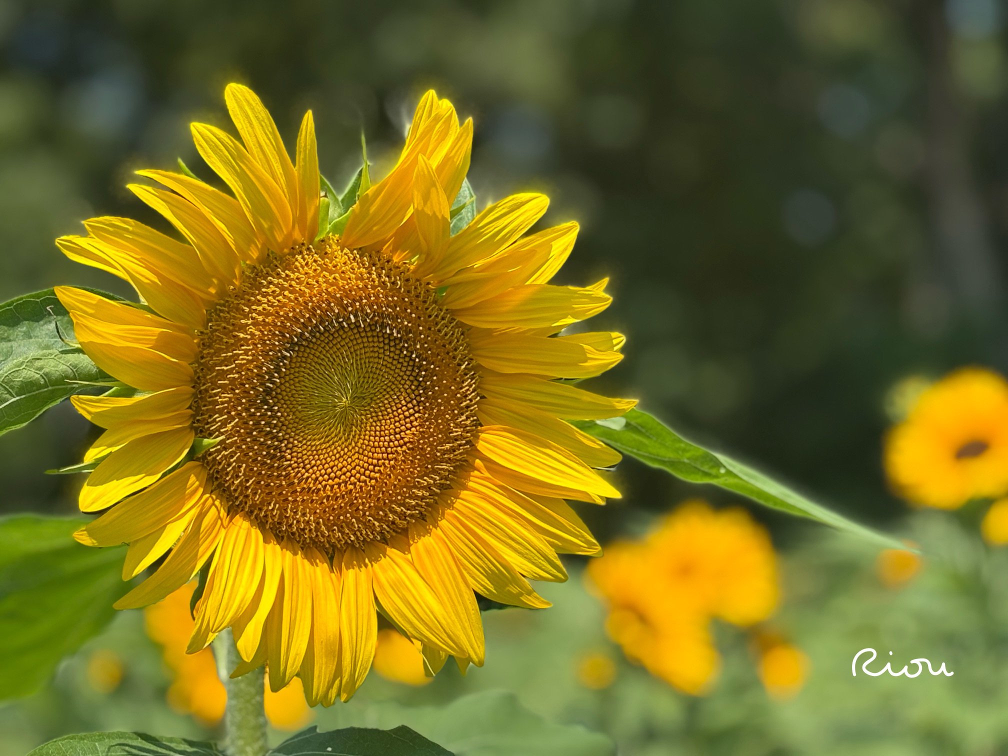 花言葉】向日葵（ひまわり）Sunflower｜璃桜（りおう）＠日常の彩り