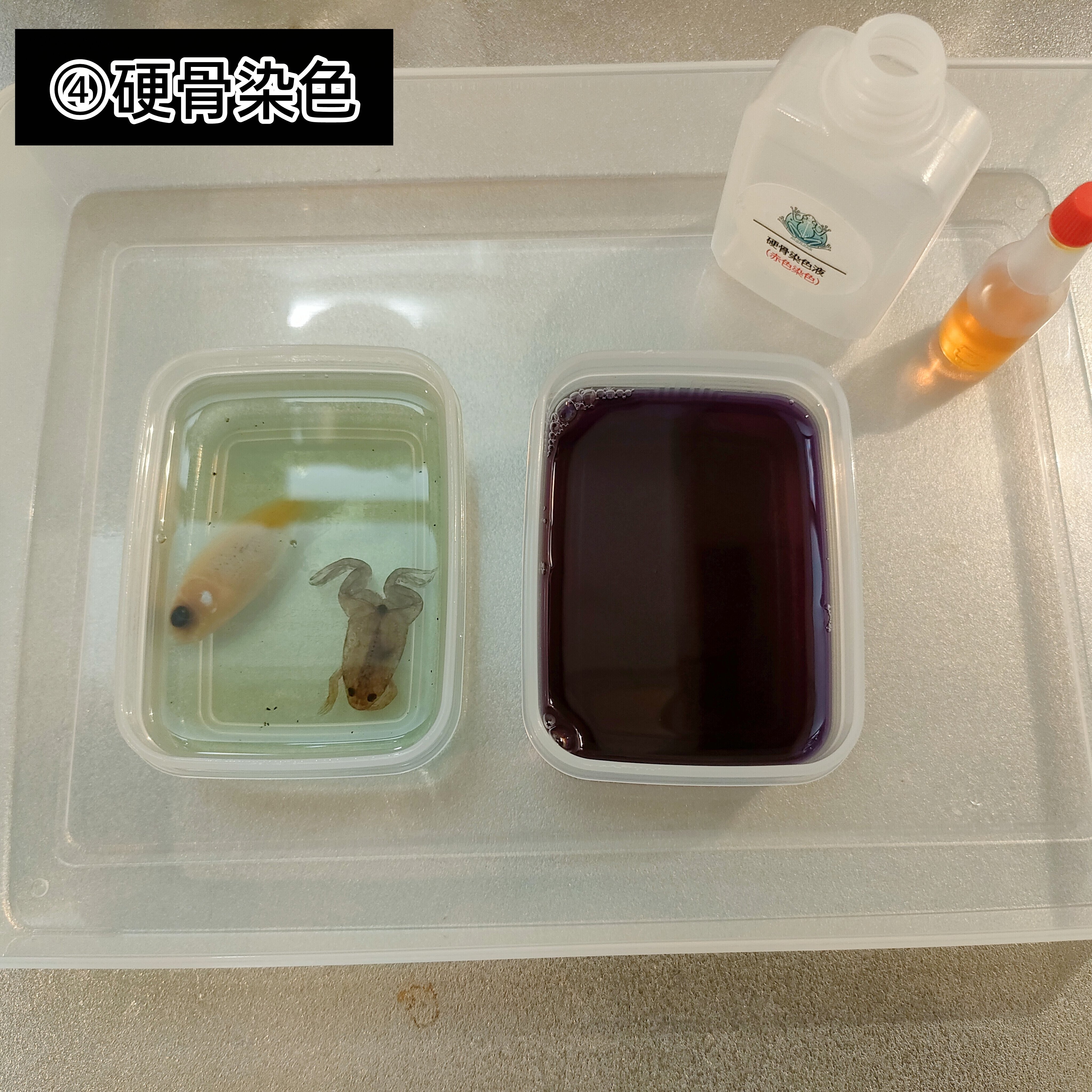 当店オリジナル【透明標本作製キット】（上級）作製マニュアル+補助