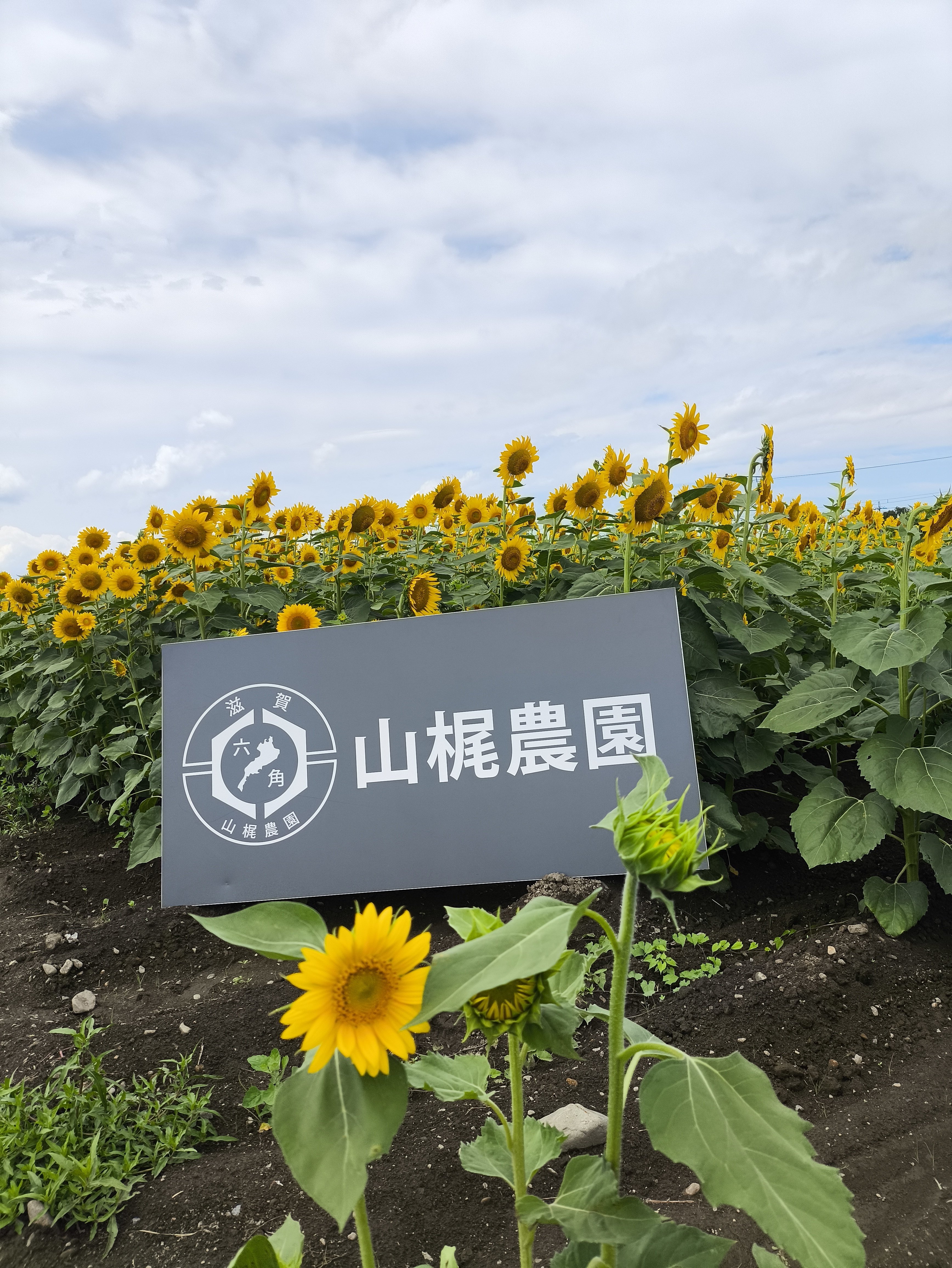 ひまわりと電車が織りなす夏の絶景スポット【山梶農園・東近江市】｜修
