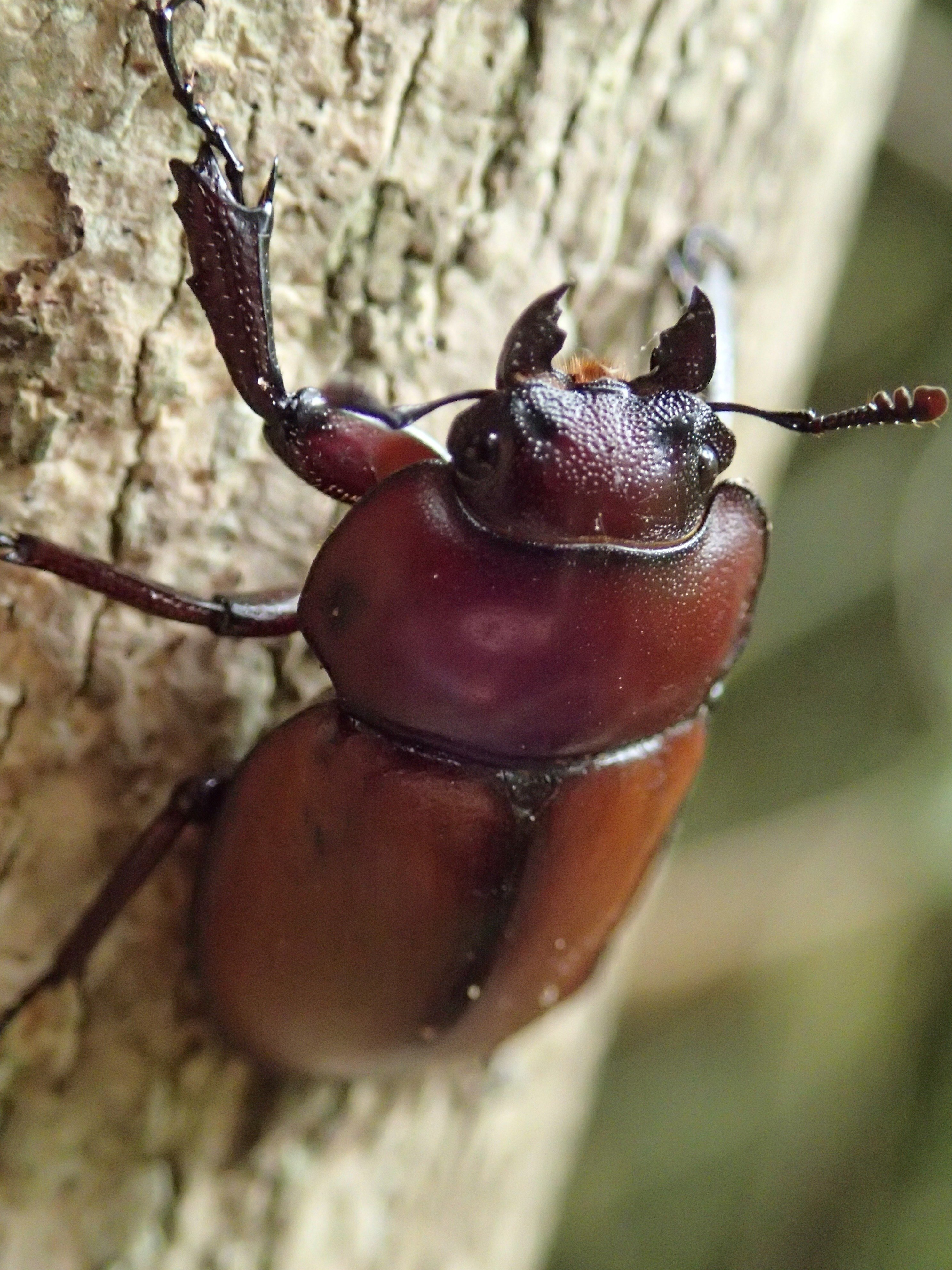 西表島におけるマルバネクワガタの捕獲規制と今後の課題｜yamanekopatrol