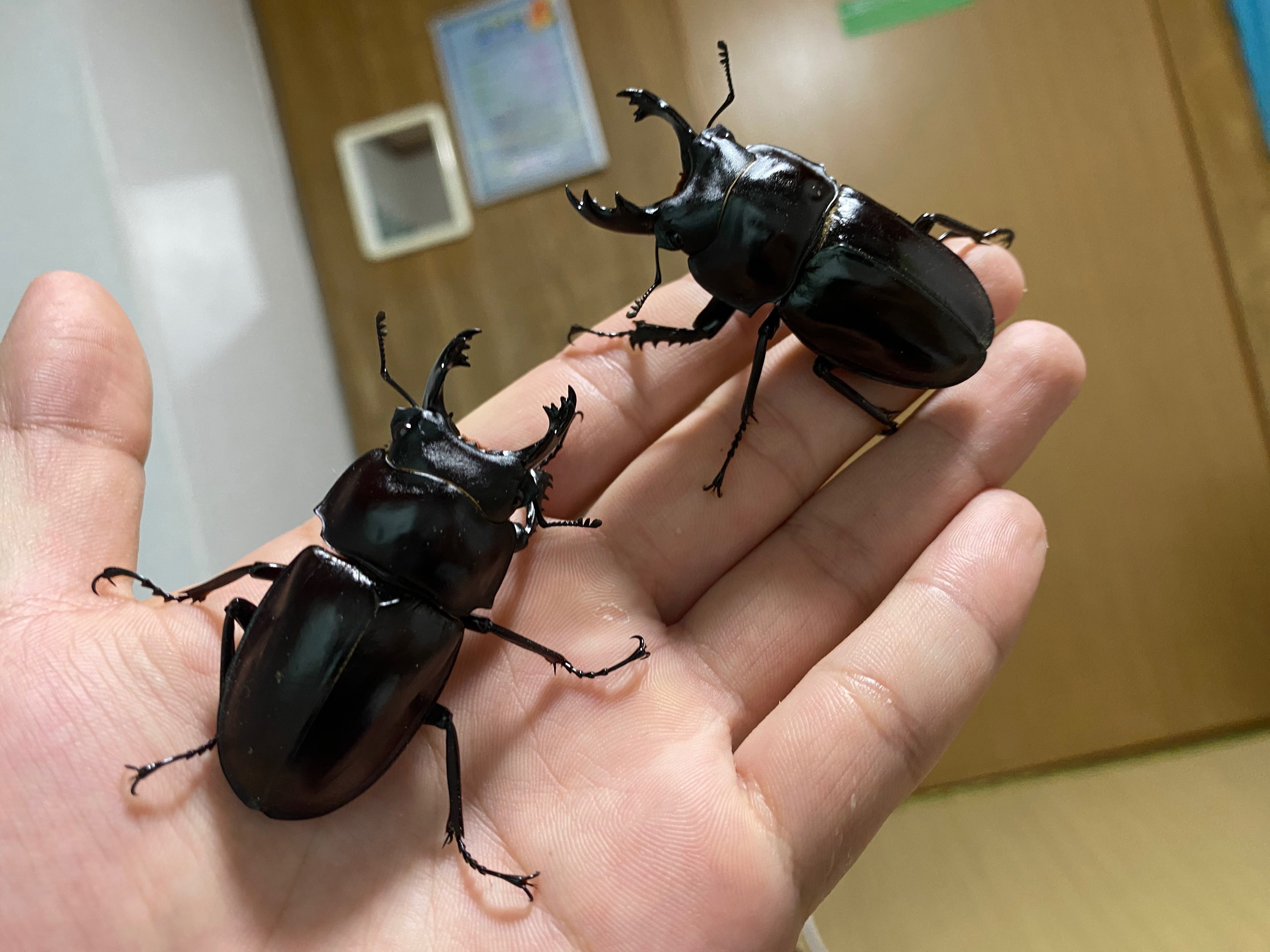 2023.10 西表島紀行 -前編-｜SORA