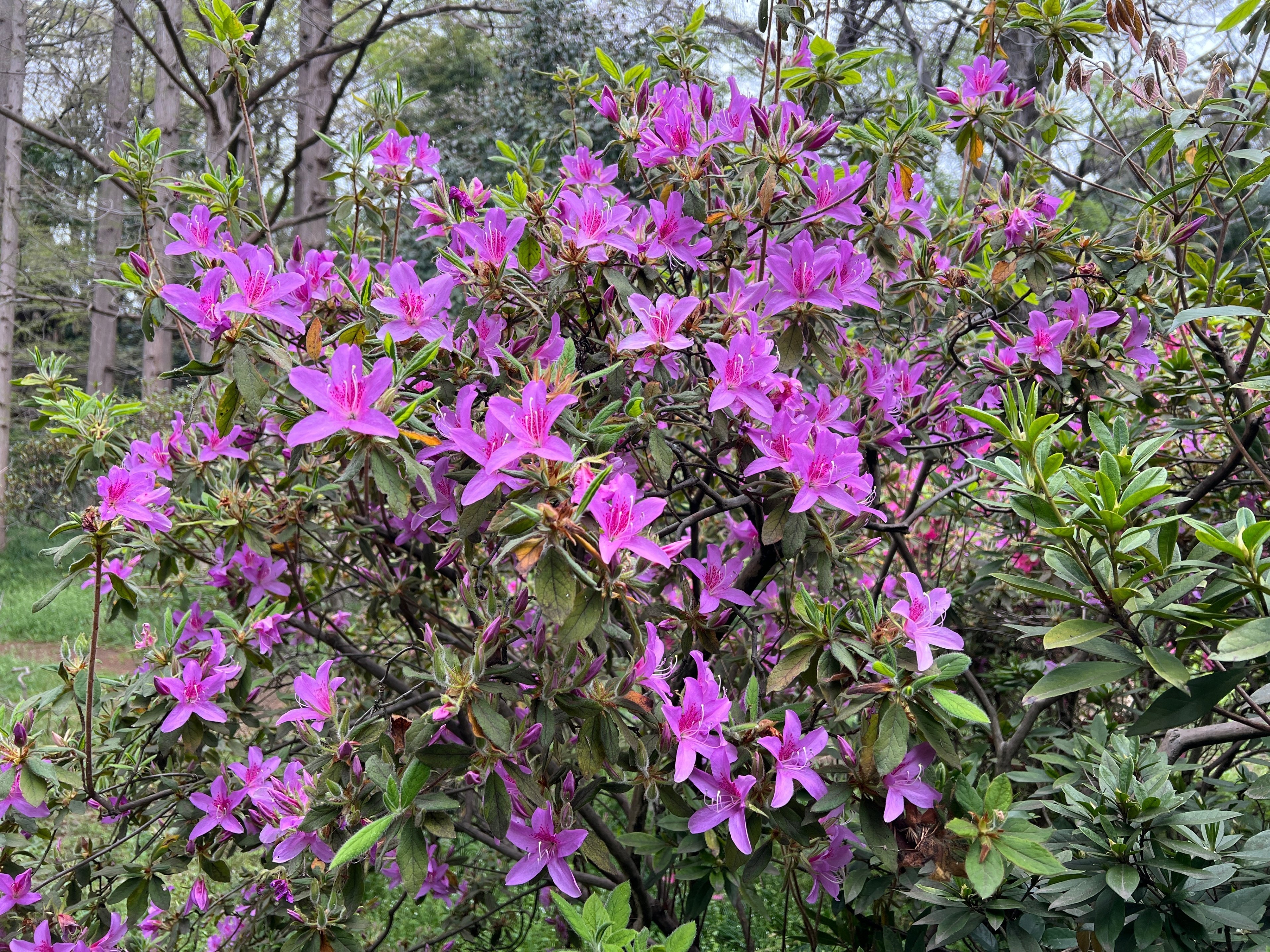 2024.04.06 黐躑躅/黐躑躅”花車”/大山躑躅”飛鳥川”/慶良間躑躅/平戸