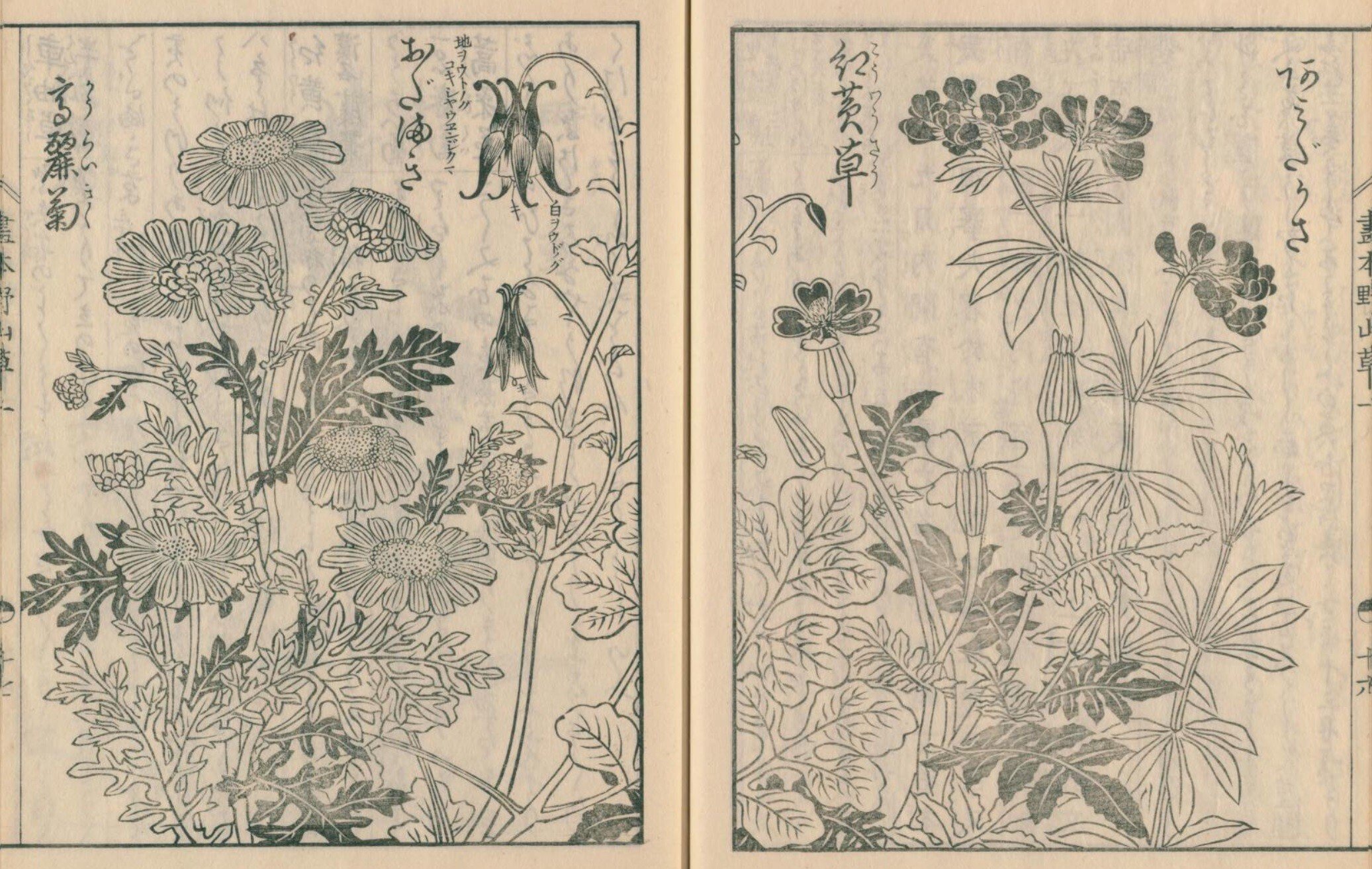 絵本野山草】(5) 車軸草／をだまき草／紅黄草／高麗菊／沢ゑびね草／沢