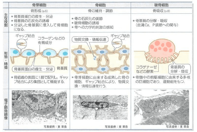 整形外科専門医試験2025年第37回問1｜Drひろひろ@整形外科専門医試験対策