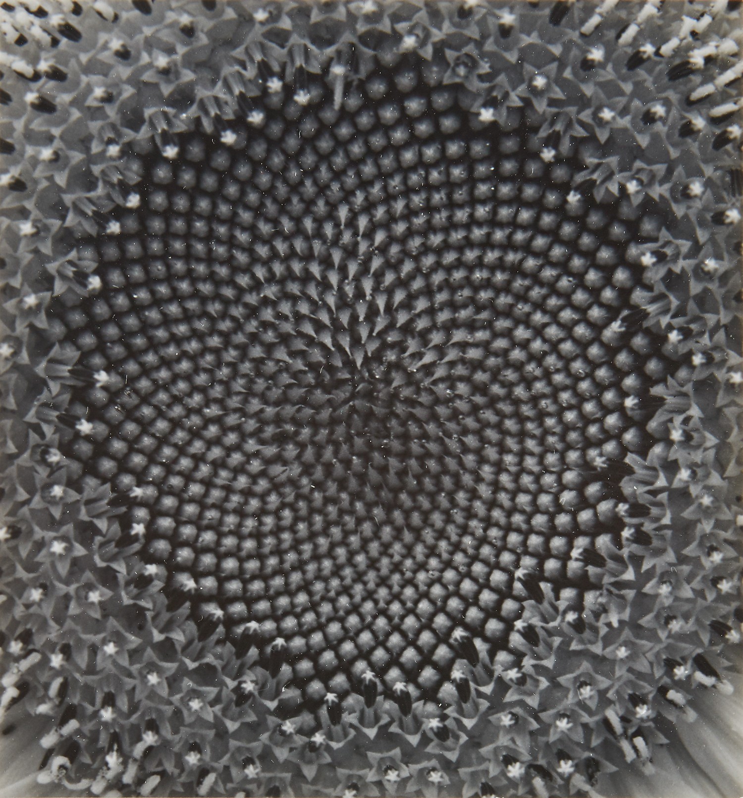 Paul Caponigro The Eye That Shapes: Further Selections from the