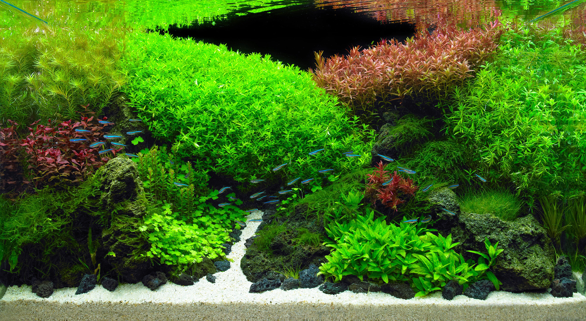 ネイチャーアクアリウム作品例｜60cm「桃源郷」