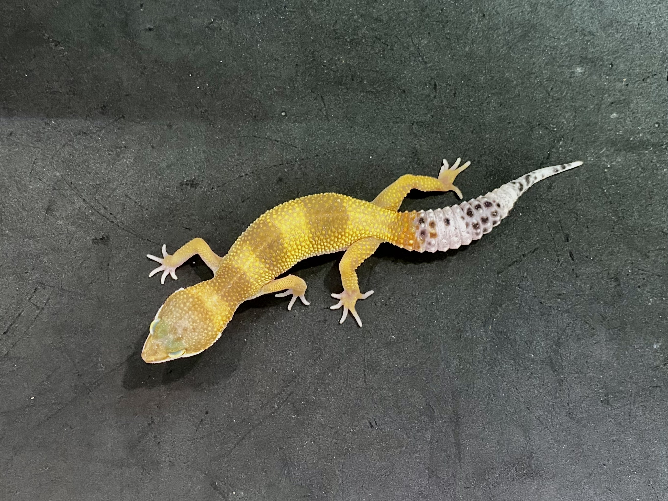 ヒョウモントカゲモドキ | 横浜爬虫類専門店アクアマイティー