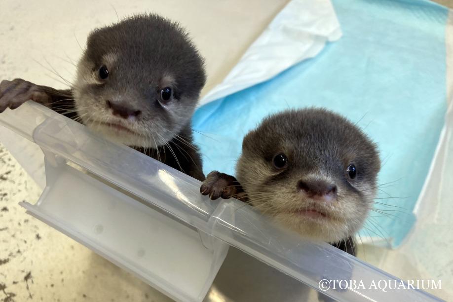 カワウソ赤ちゃん公開！ | 鳥羽水族館 飼育日記