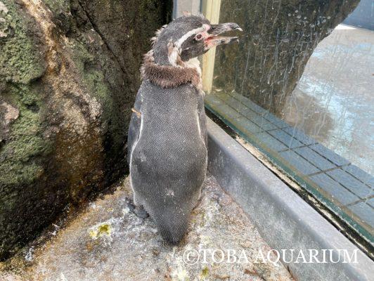 おペンのカリカリ | 鳥羽水族館 飼育日記