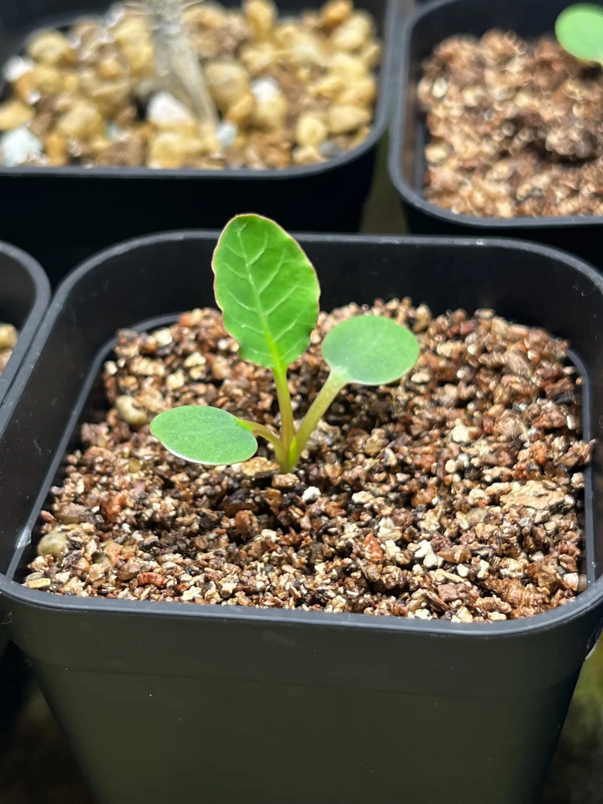 種子] ユーフォルビア ギラウミニアナ Euphorbia guillauminiana