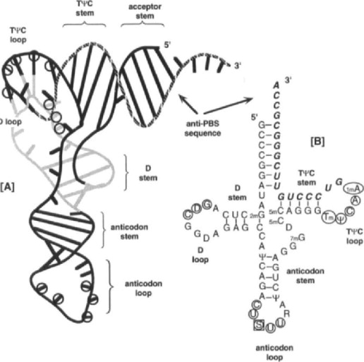 RNA Tumor Virus - an overview | ScienceDirect Topics