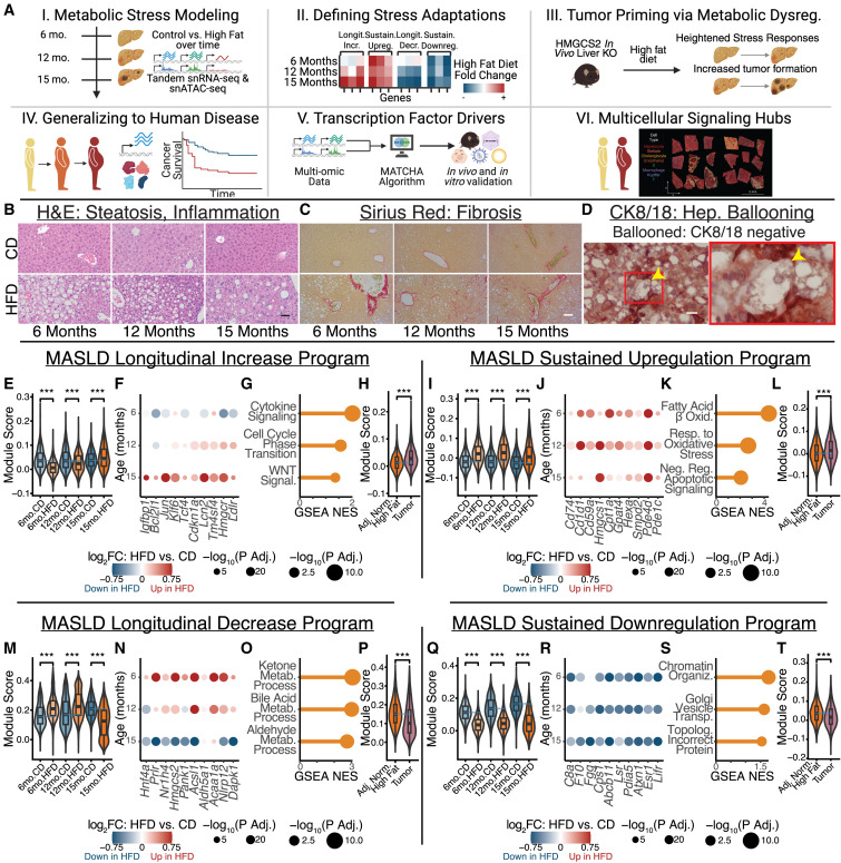 Hepatic adaptation to chronic metabolic stress primes