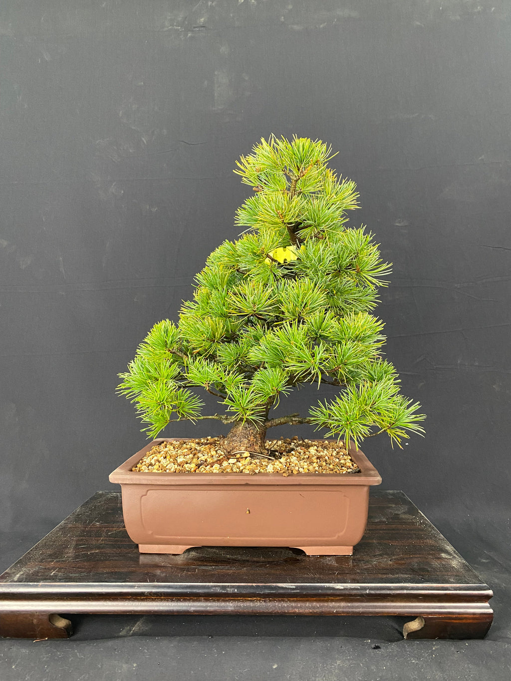 FM005_1024x.jpg?v=1650438597