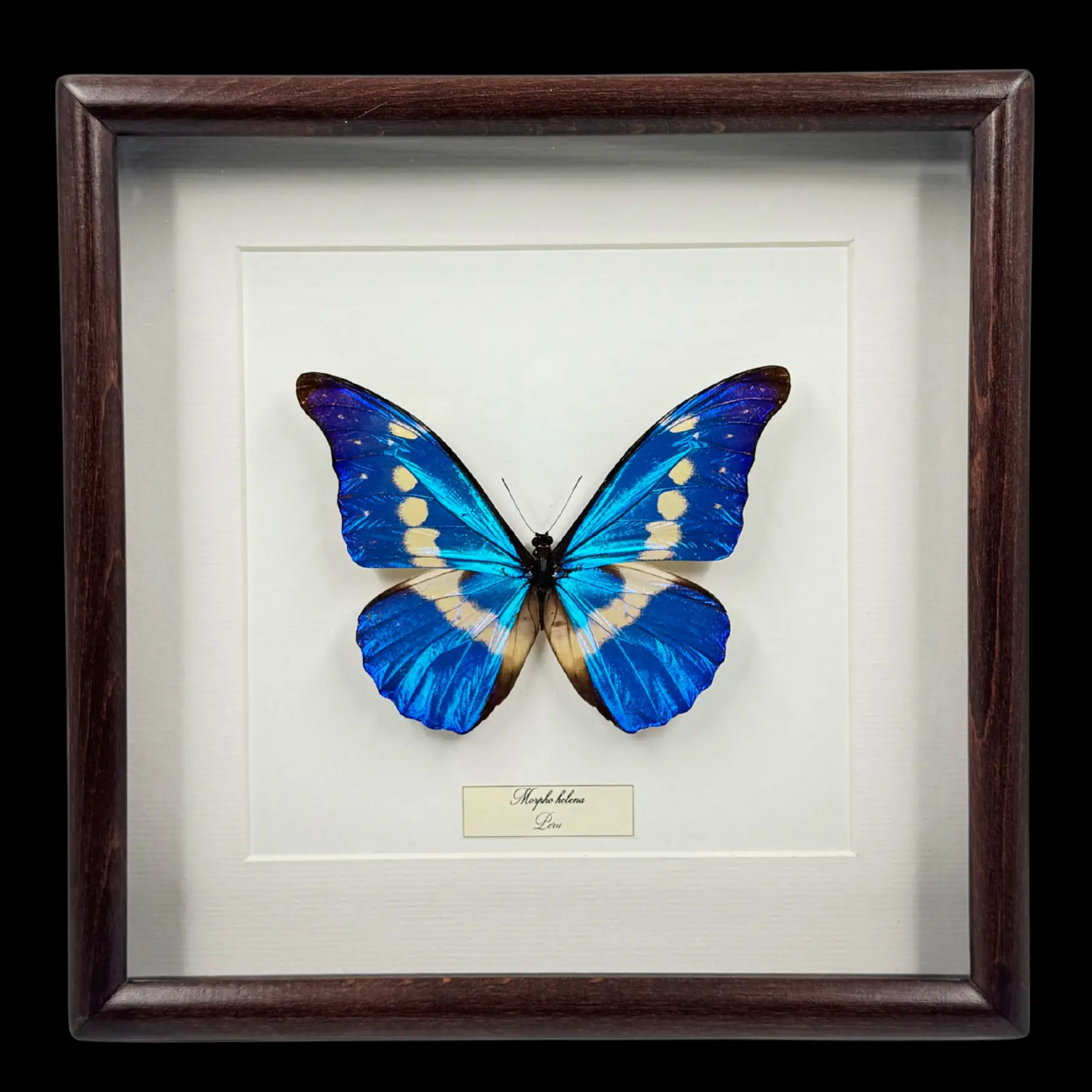 Morpho helena – Radiant Blue Jewel of Peru in Elegant Wooden Frame