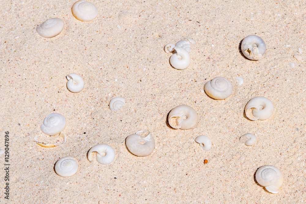 ヒロベソカタマイマイの半化石（特別天然記念物）小笠原諸島 南島 の