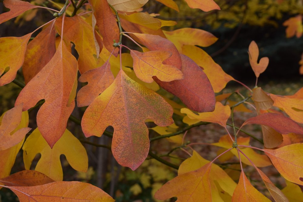 Plant Profile: Sweet Sassafras