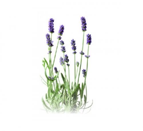 ナガセ ビューティケァ 健康食品 化粧品 通信販売 アルカンジュ