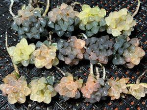 ハオルチア 白狐伝のYahoo!オークション(旧ヤフオク!)の相場・価格を