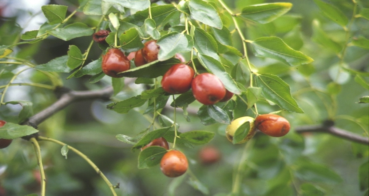 AMPクリーム（超敏感肌専用）～ホワイトリリー│アトピー性皮膚炎相談