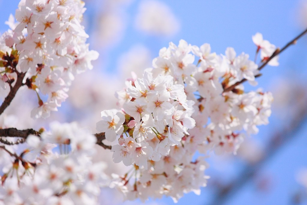 桜の撮影と、ピクチャースタイル『エメラルド』を試してみました