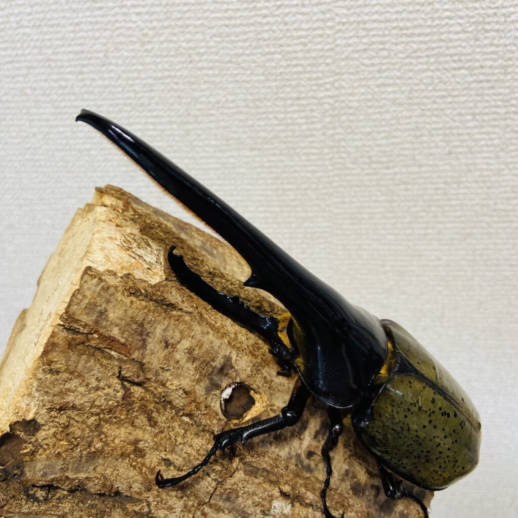 ヘラクレスオオカブトの寿命について解説 - ヘラゾウ | カブトムシの
