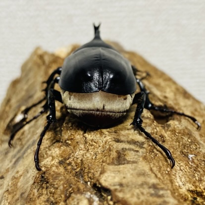パチェコヒメゾウカブト 成虫 オス 49mm - ヘラゾウ | カブトムシの